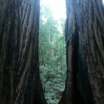 Muir Woods, very old redwood trees in California. Muir Woods, les séquoias anciens de Californie.